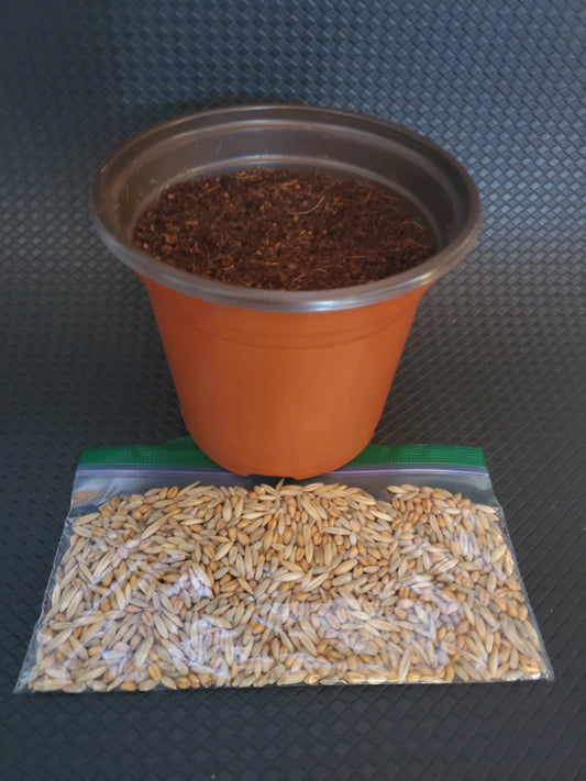 Cat Grass Grow Kit! Organic, Non-GMO Seeds (wheat, oat, barley, rye), Organic Coco Coir
