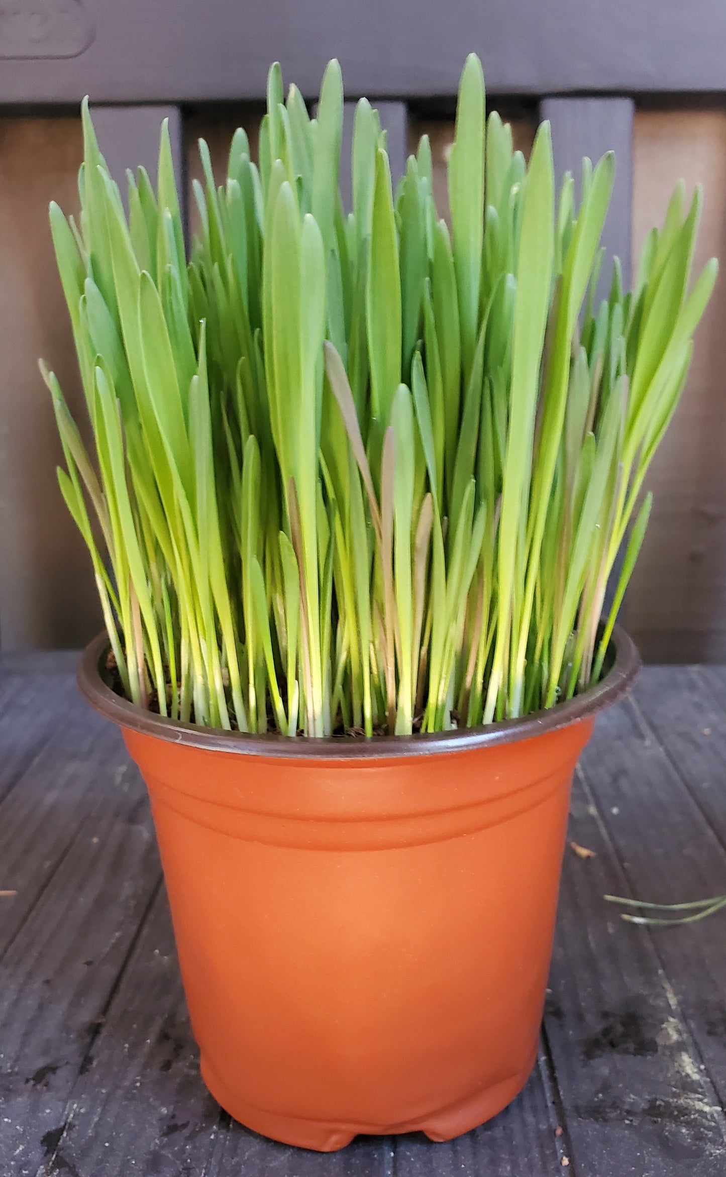 Cat Grass, 5" Round Pots -  🏔️ Grown with organic coco coir (safe for cats & dogs). 💚 Non-GMO seeds. 🏔️ Mixture of wheatgrass, oat grass, barley, rye