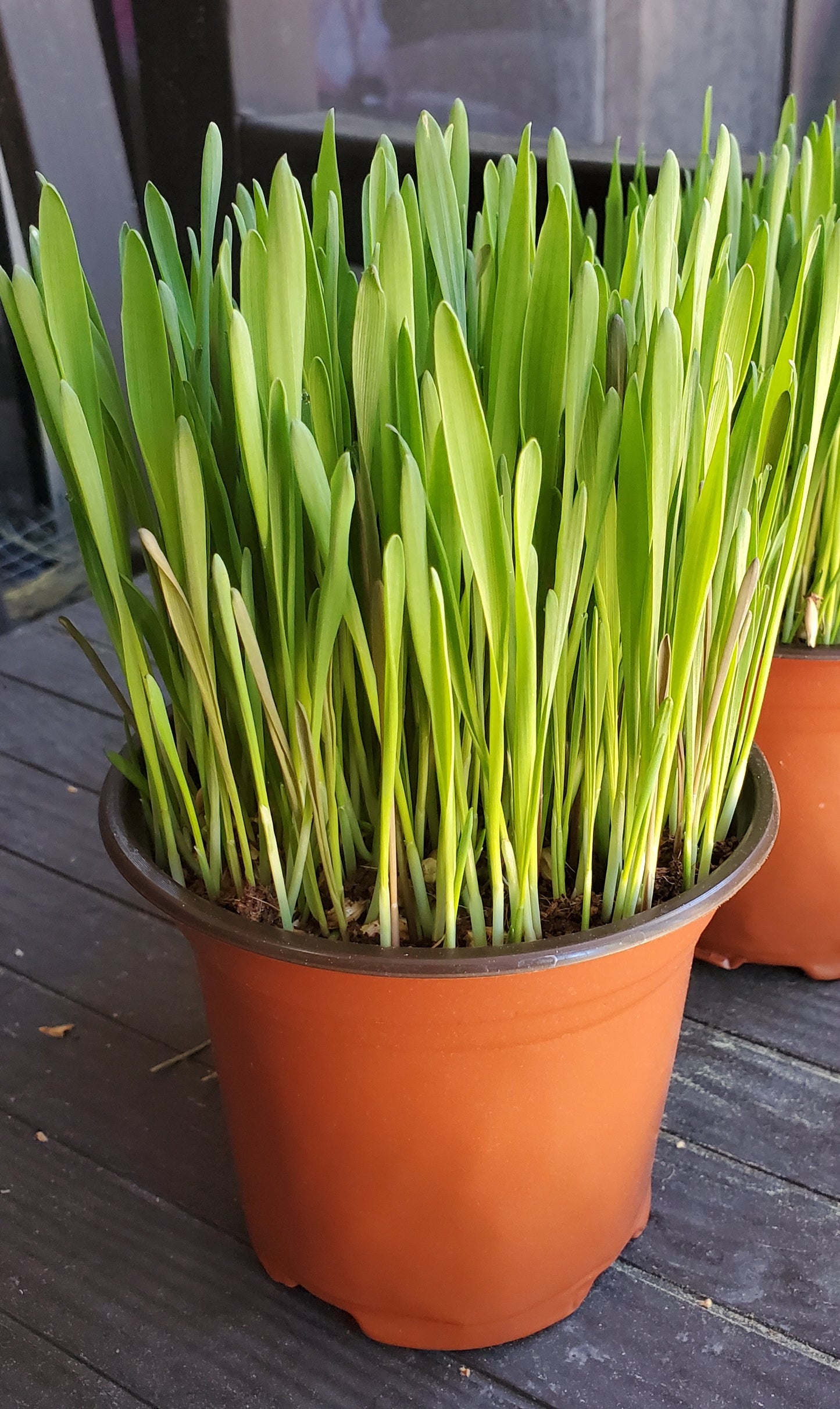 Cat Grass, 5" Round Pots -  🏔️ Grown with organic coco coir (safe for cats & dogs). 💚 Non-GMO seeds. 🏔️ Mixture of wheatgrass, oat grass, barley, rye