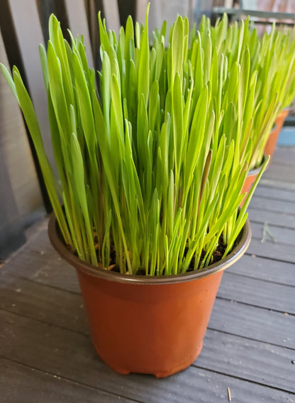 Cat Grass, 5" Round Pots -  🏔️ Grown with organic coco coir (safe for cats & dogs). 💚 Non-GMO seeds. 🏔️ Mixture of wheatgrass, oat grass, barley, rye