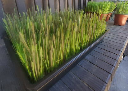 Cat Grass Flats 13"x16" - 🏔️ Grown with organic coco coir (safe for cats & dogs). 💚 Non-GMO seeds. 🏔️ Mixture of wheatgrass, oat grass, barley, rye