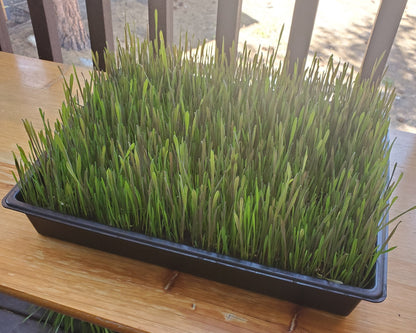 Cat Grass Flats 13"x16" - 🏔️ Grown with organic coco coir (safe for cats & dogs). 💚 Non-GMO seeds. 🏔️ Mixture of wheatgrass, oat grass, barley, rye