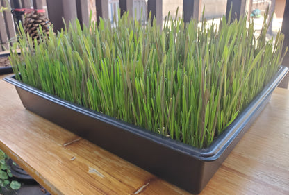 Cat Grass Flats 13"x16" - 🏔️ Grown with organic coco coir (safe for cats & dogs). 💚 Non-GMO seeds. 🏔️ Mixture of wheatgrass, oat grass, barley, rye